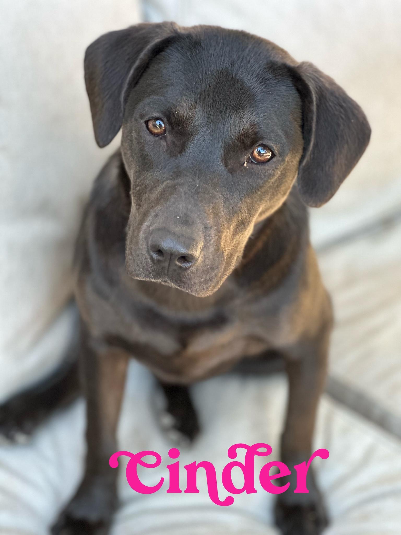 CINDER…38 lbs of PERFECTION!!!, a Adoptable mixed breed in Cantonment, FL image 4/4