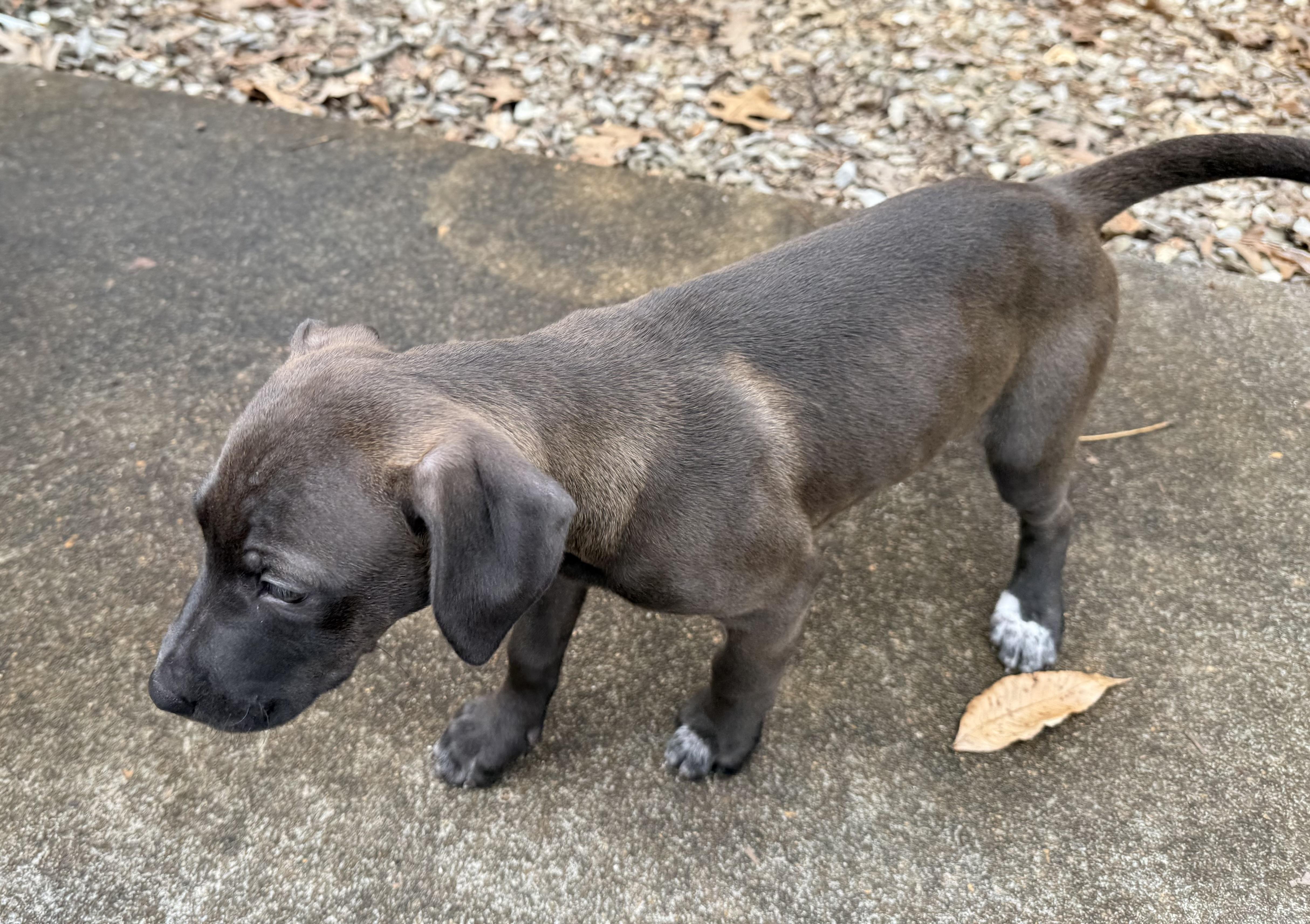 Spicy Sausage — thumbnail 3