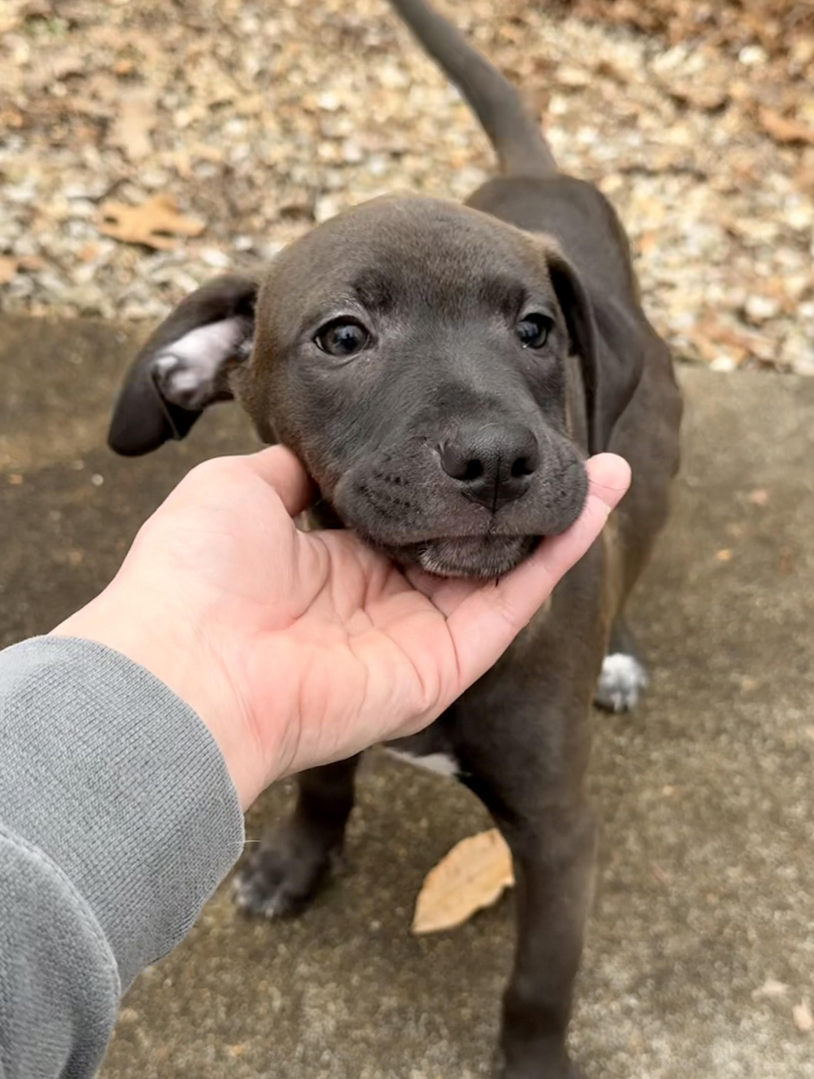 Spicy Sausage — thumbnail 4