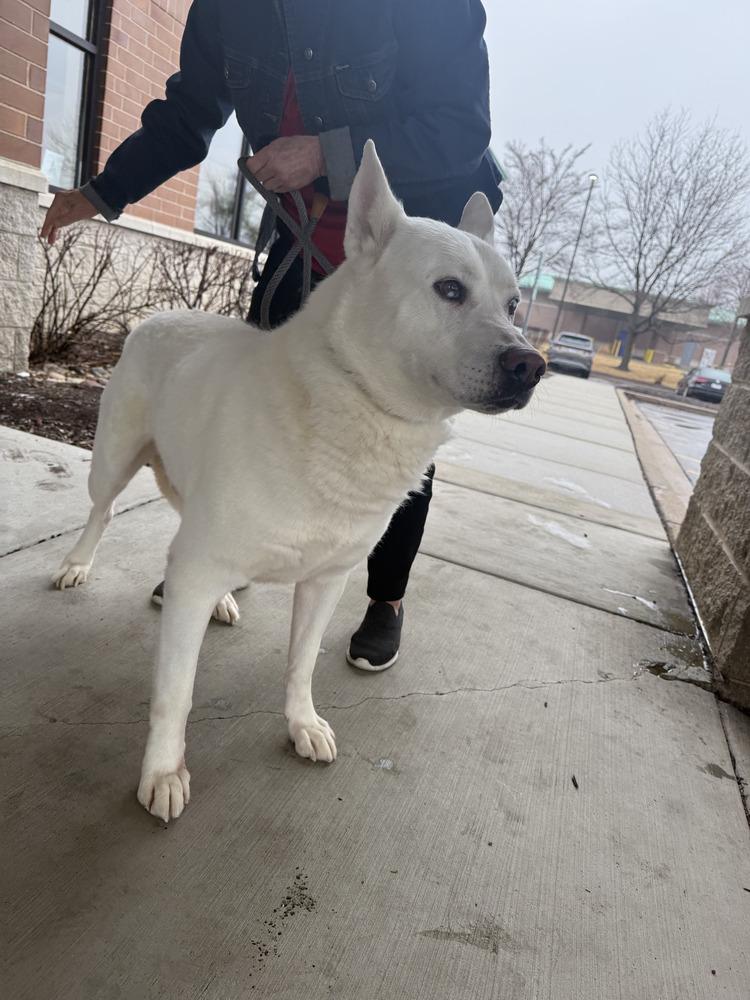 Hunter, a Adoptable mixed breed in North Aurora, IL image 3/4