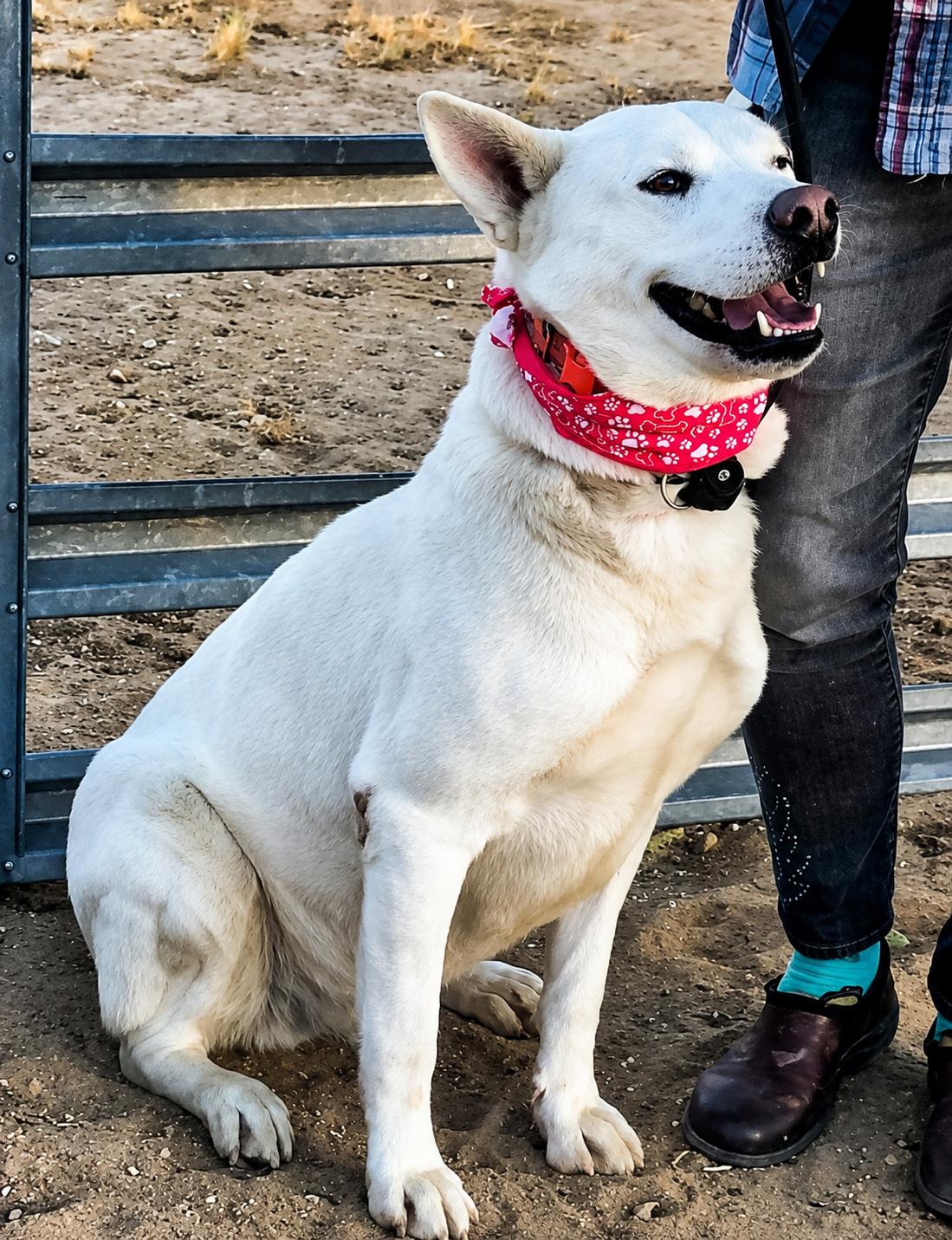 Hunter, a Adoptable mixed breed in North Aurora, IL image 2/4
