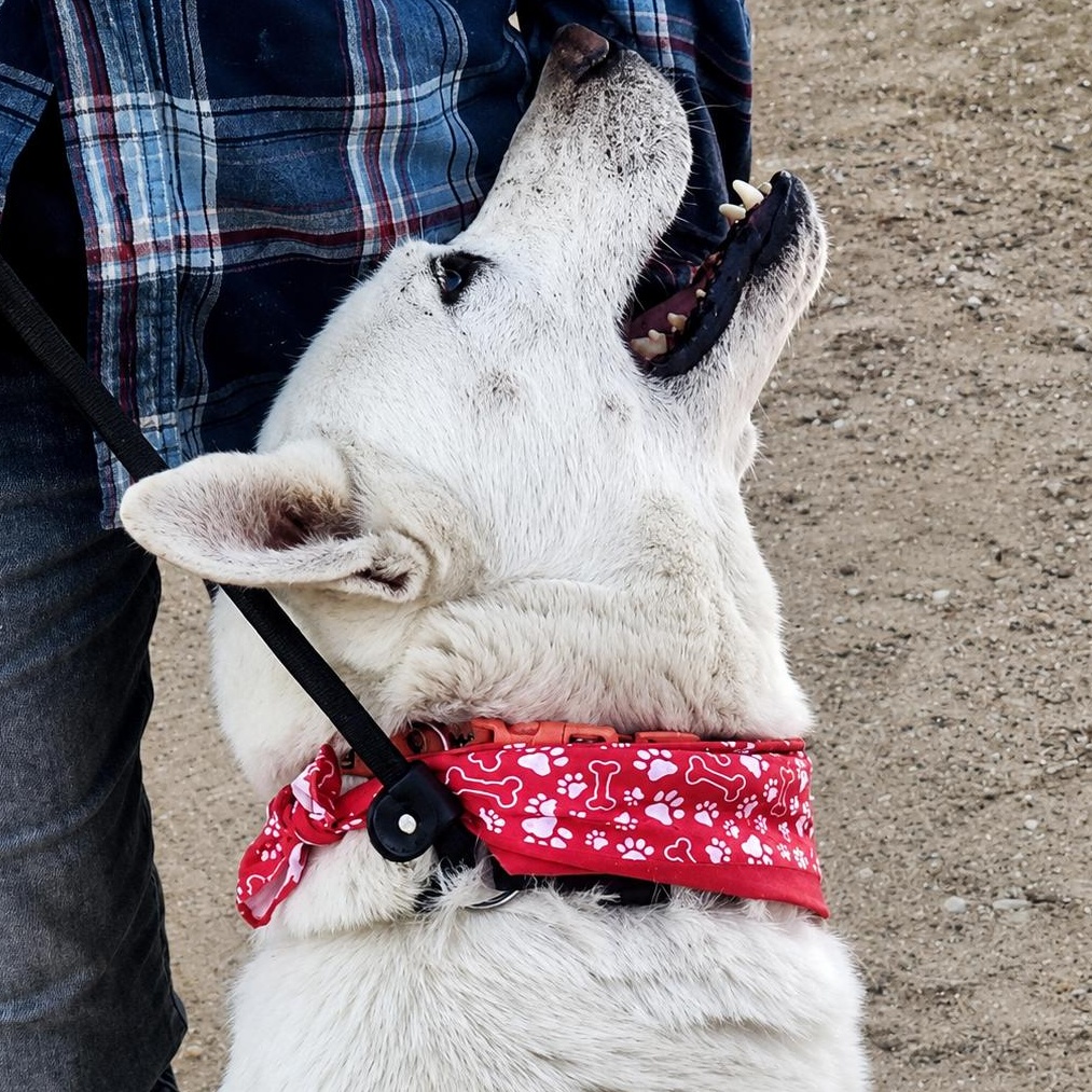 Hunter, Adoptable, Adult Male Siberian Husky & Shepherd.