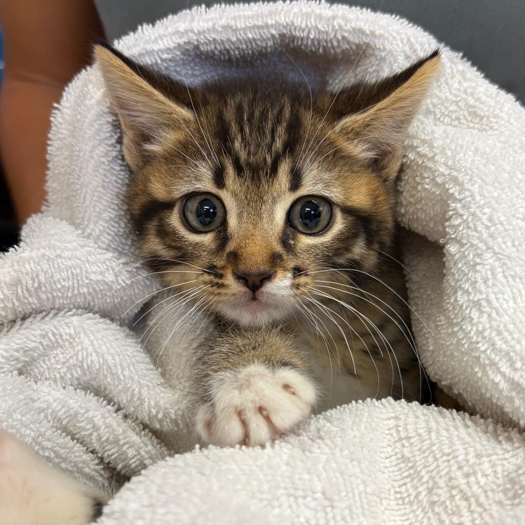 Enlarge LEONARDO, a ADOPTABLE Domestic Short Hair in Joshua Tree, CA image 1/1