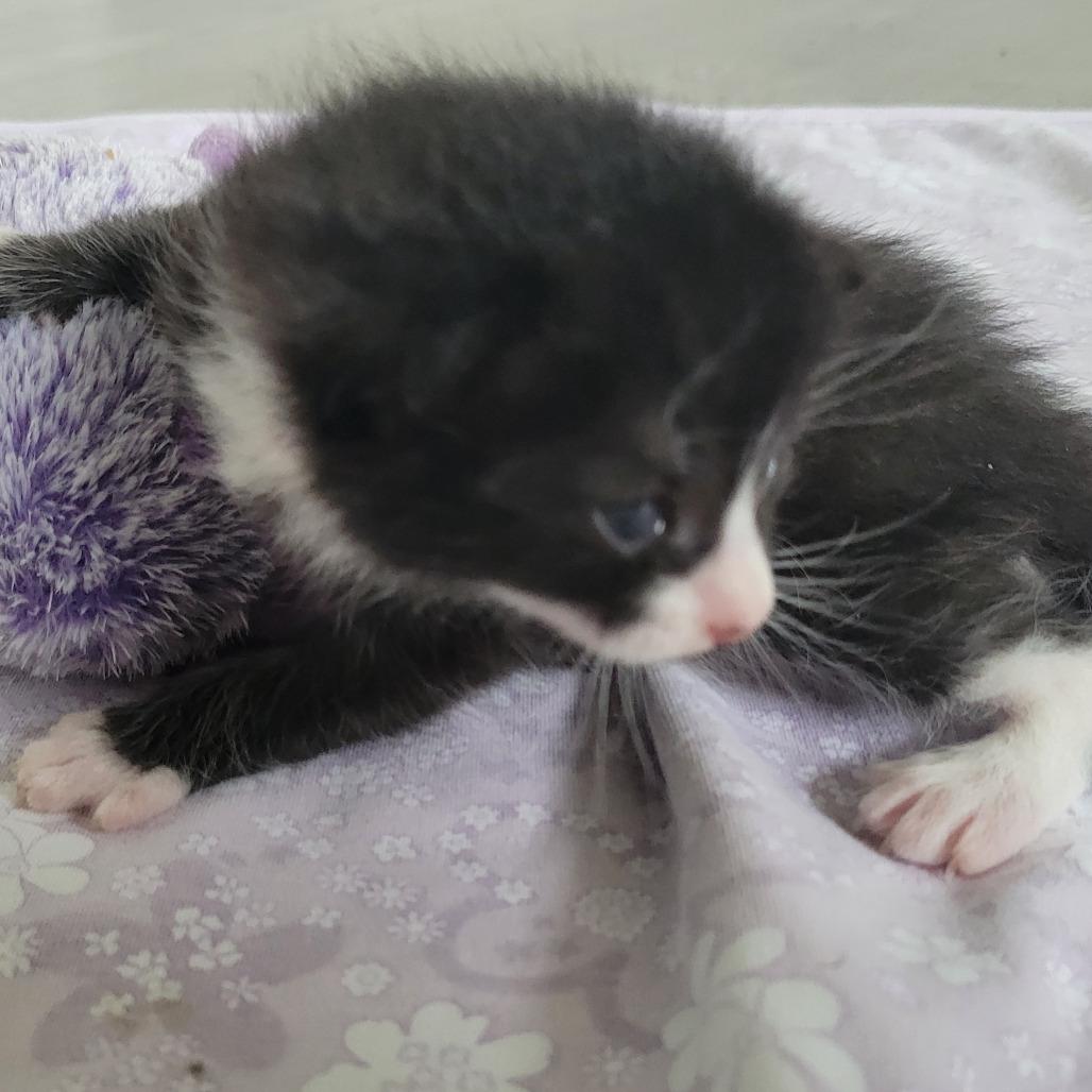 Sabin, Adoptable, Kitten Male Domestic Short Hair.