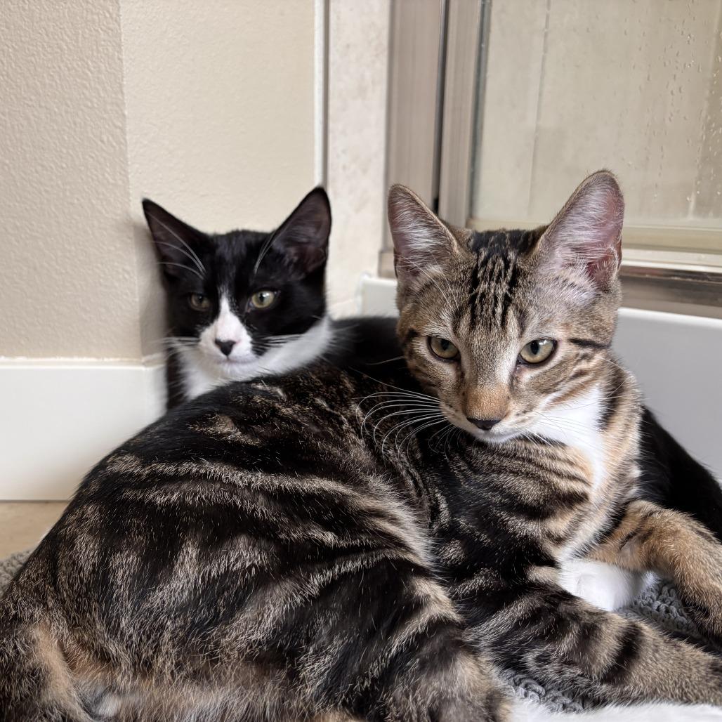 Enlarge Sabin, a Adoptable Domestic Short Hair in Redmond, WA image 2/6