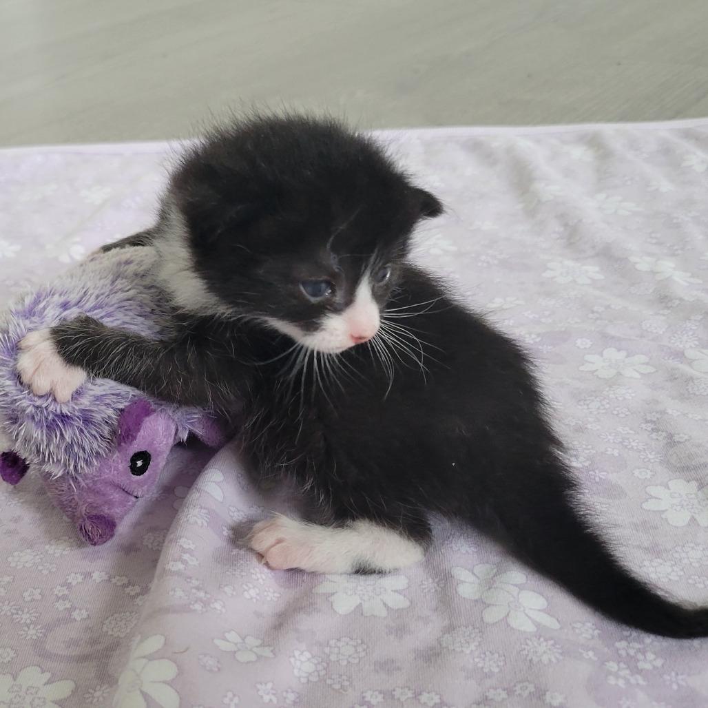 Sabin, a Adoptable Domestic Short Hair in Redmond, WA image 2/2