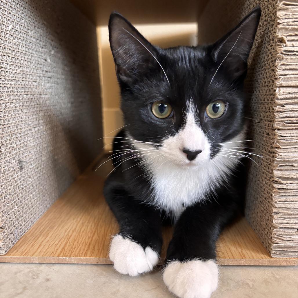 Enlarge Sabin, a Adoptable Domestic Short Hair in Redmond, WA image 4/6