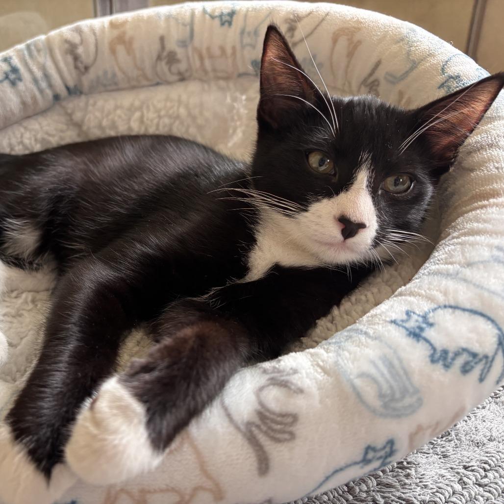 Enlarge Sabin, a Adoptable Domestic Short Hair in Redmond, WA image 6/6