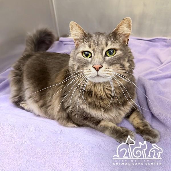 Enlarge BUDDY, a Adoptable Domestic Medium Hair in Irvine, CA image 1/1