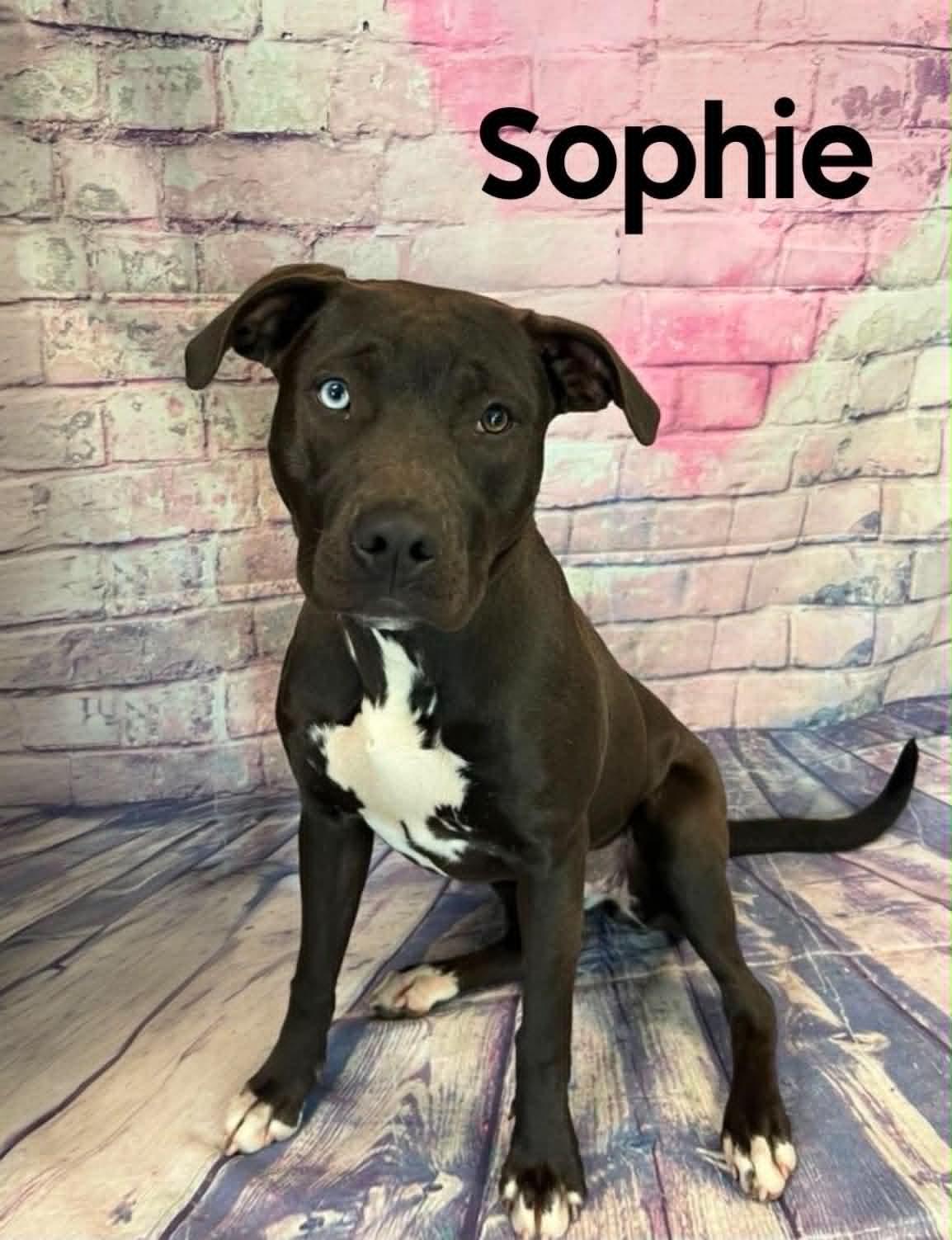 Sophie, ADOPTABLE, Young Female Labrador Retriever.