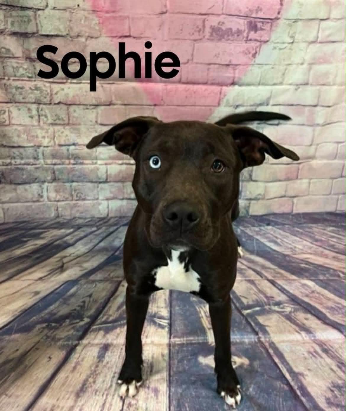 Sophie, a ADOPTABLE mixed breed in Quincy, MI image 4/4