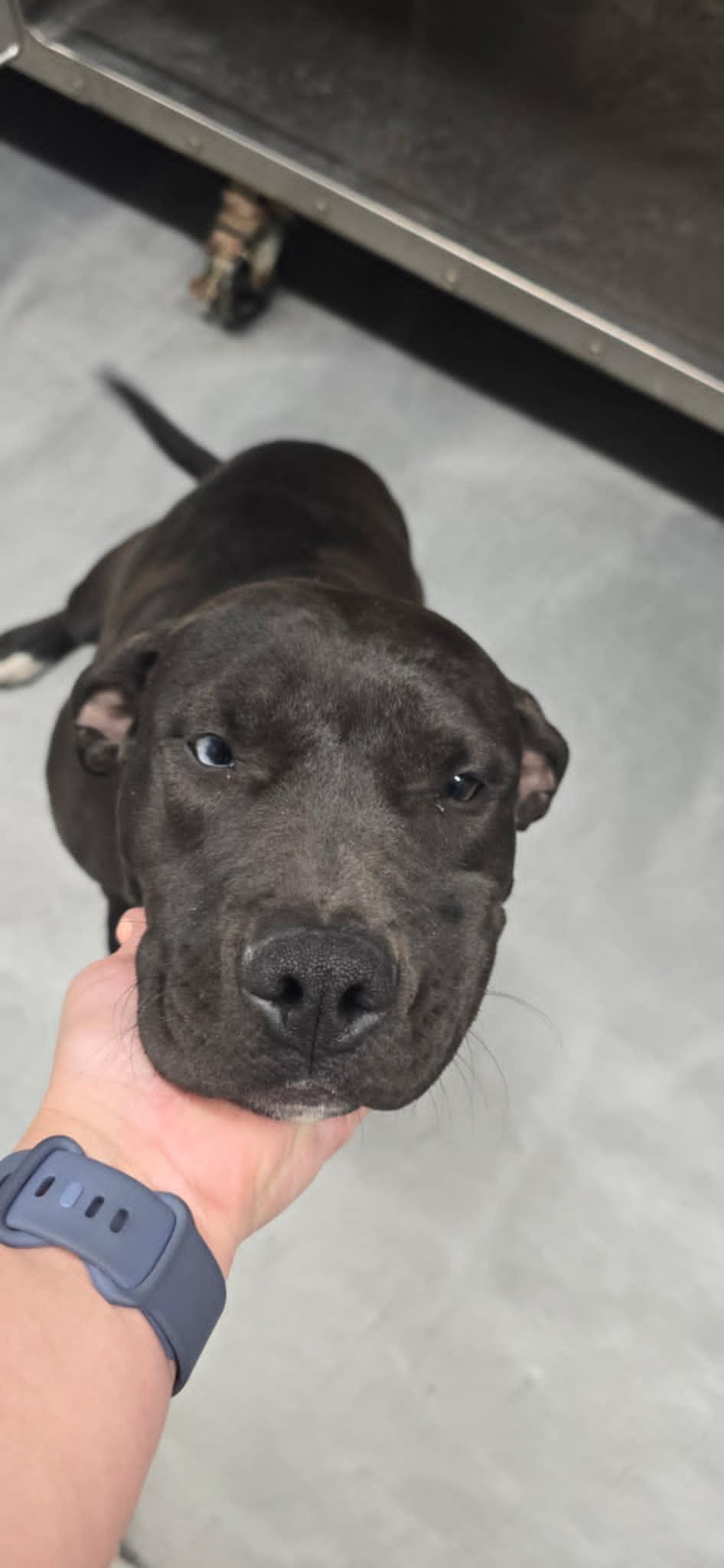 Sophie, a ADOPTABLE mixed breed in Quincy, MI image 3/4
