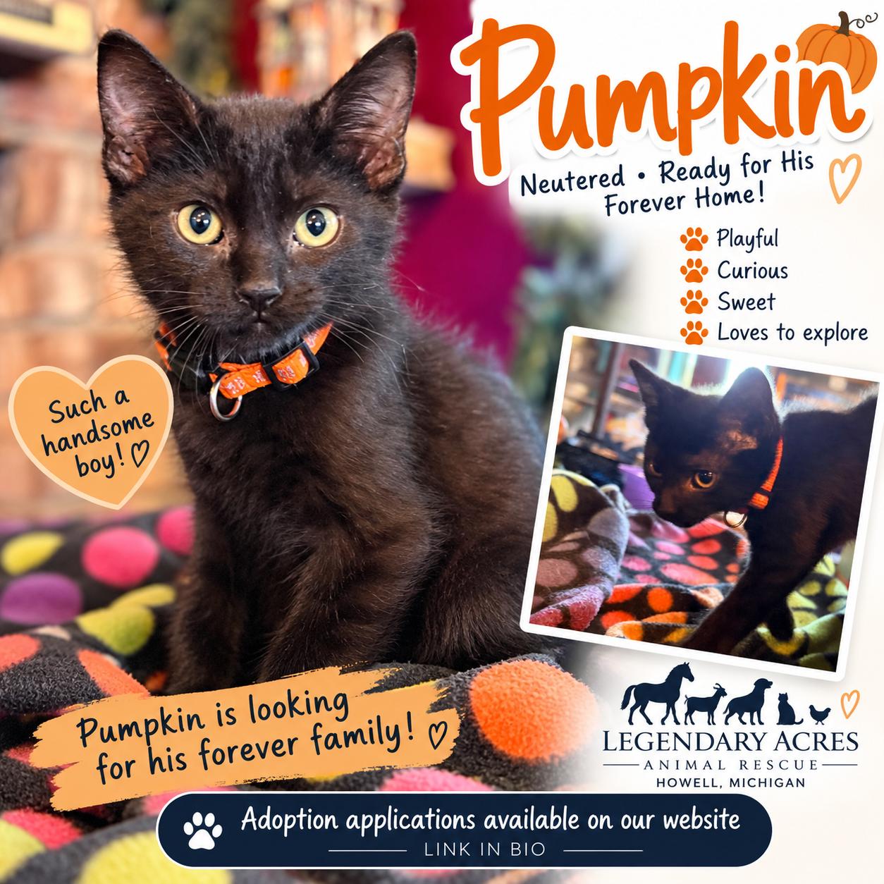 Pumpkin, Adoptable, Kitten Male American Shorthair.
