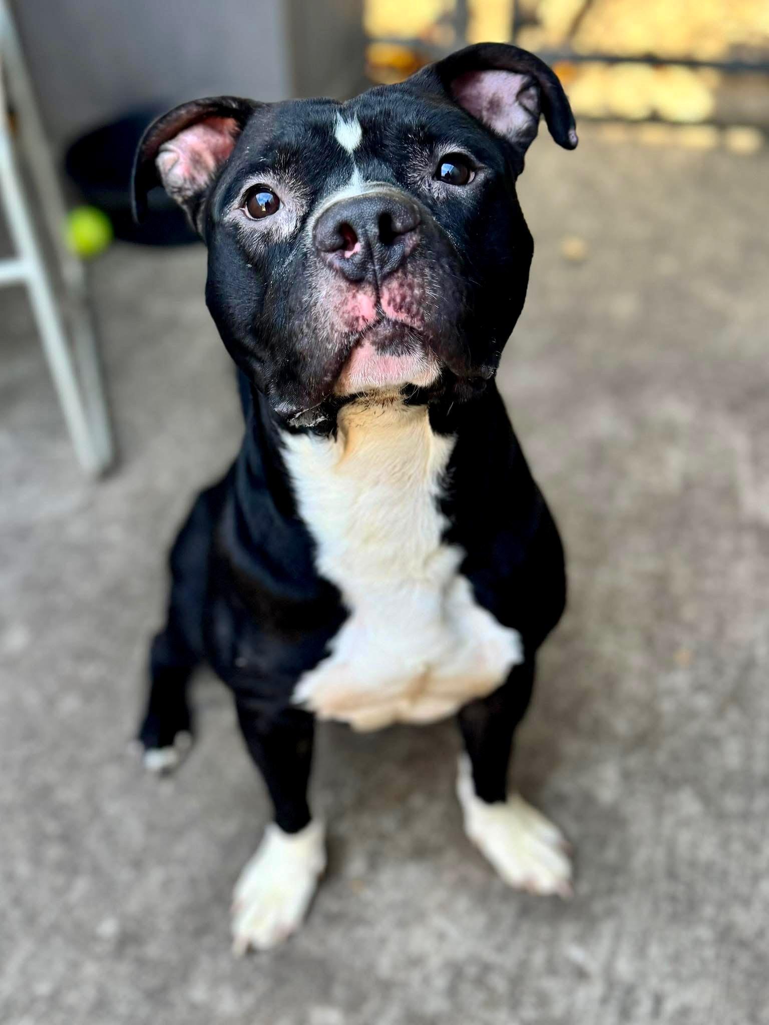 Zorro, ADOPTABLE, Adult Male Pit Bull Terrier.