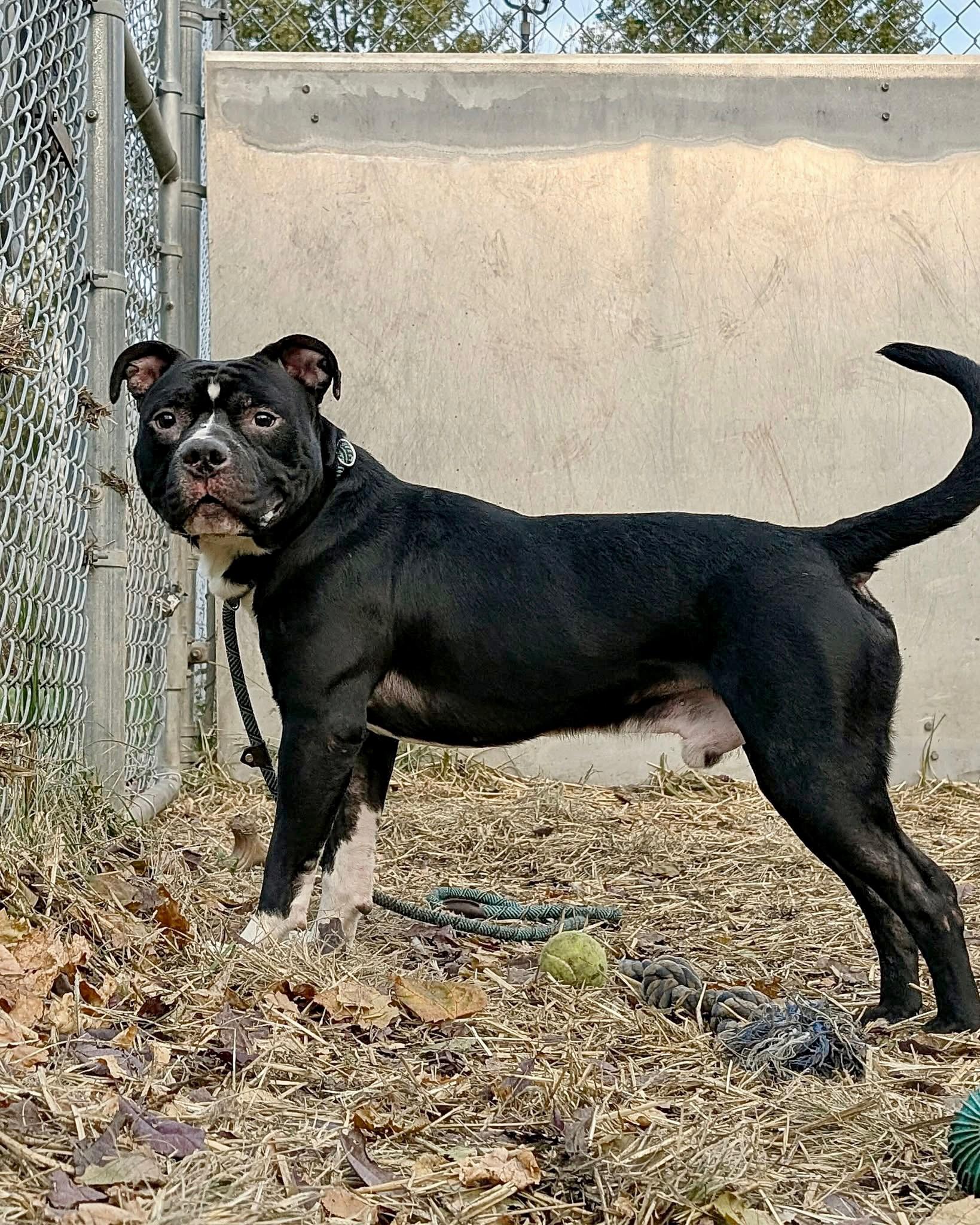 Zorro, a ADOPTABLE Pit Bull Terrier in Chicago, IL image 2/5