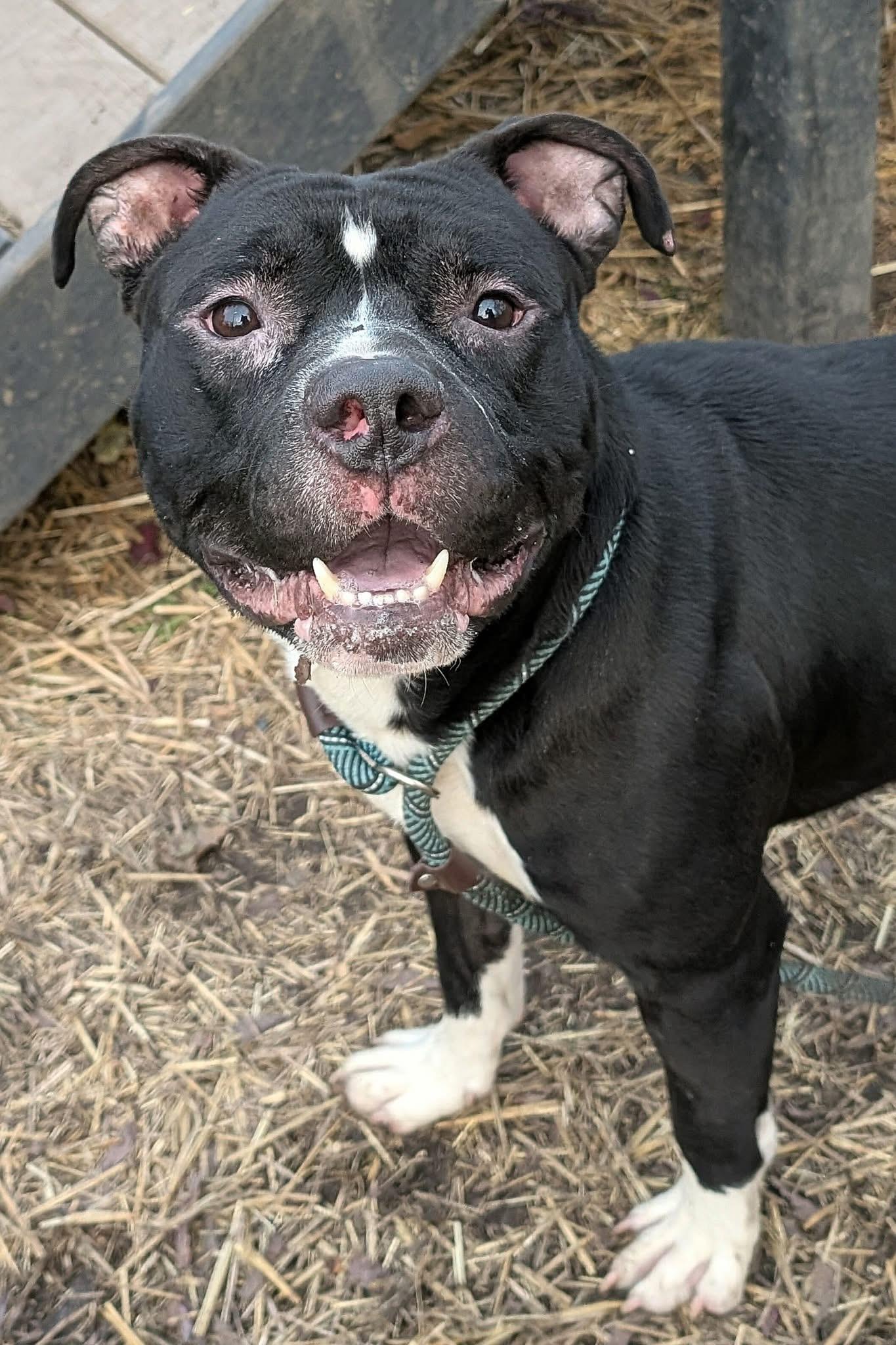 Zorro, a ADOPTABLE Pit Bull Terrier in Chicago, IL image 3/5