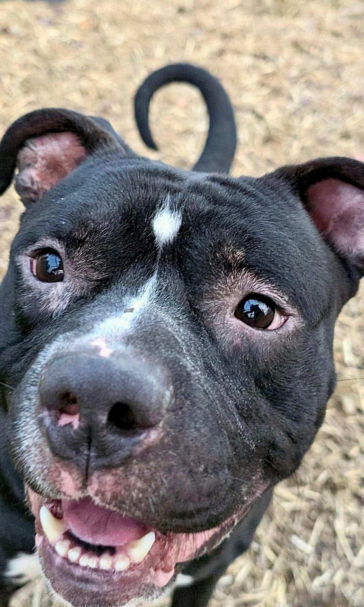 Zorro, a ADOPTABLE Pit Bull Terrier in Chicago, IL image 4/5