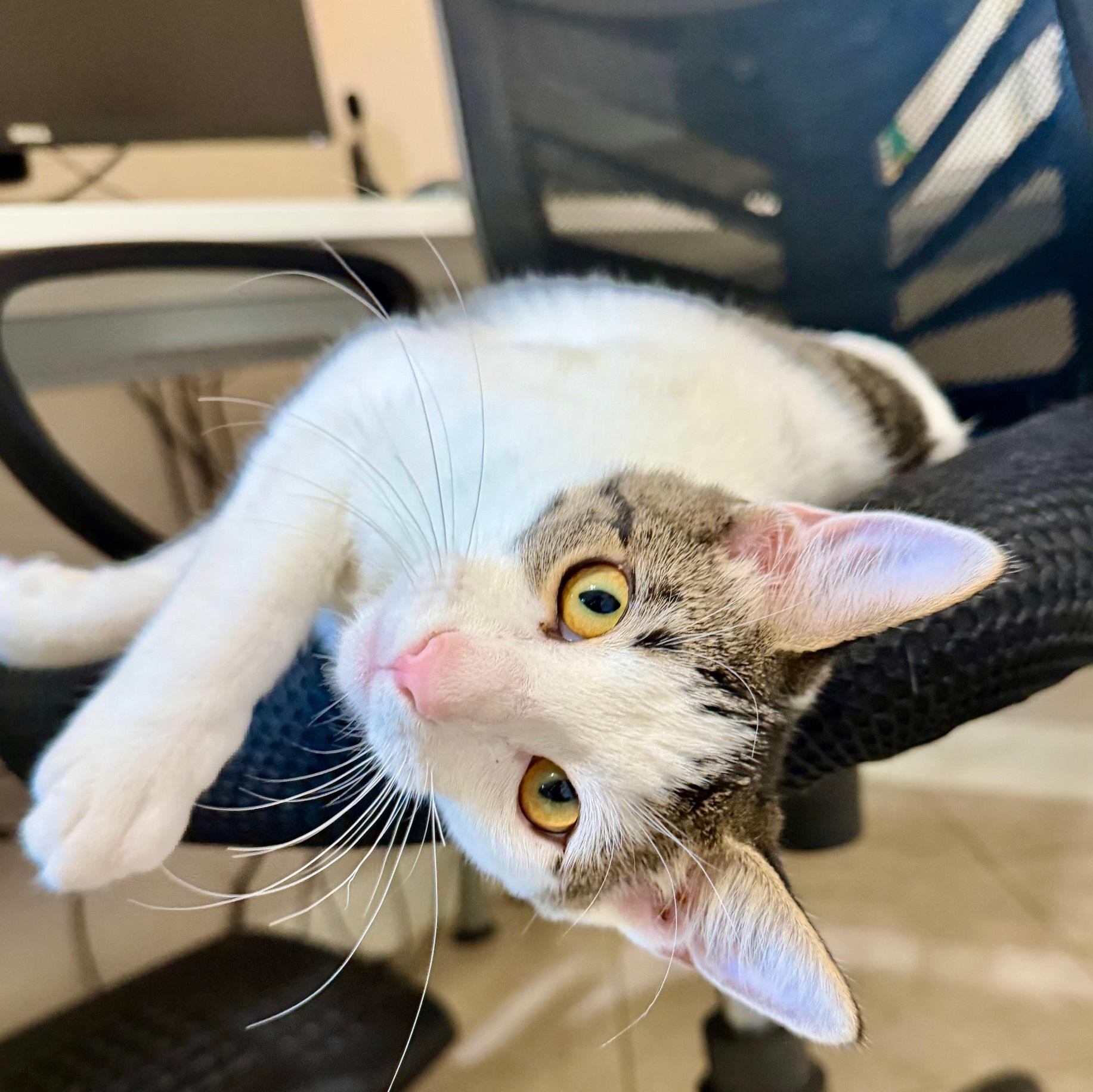 Snow #one-big-happy-litter