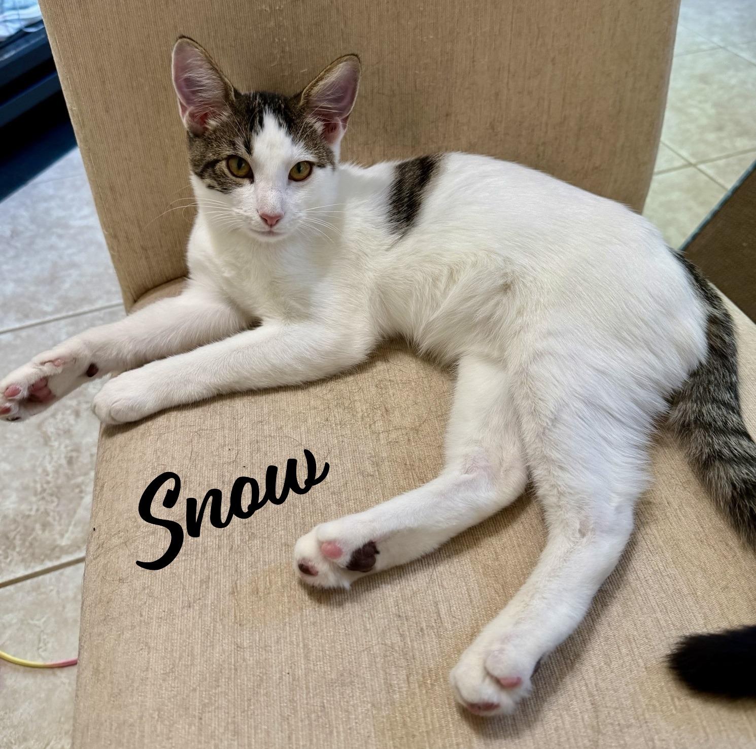 Snow #one-big-happy-litter