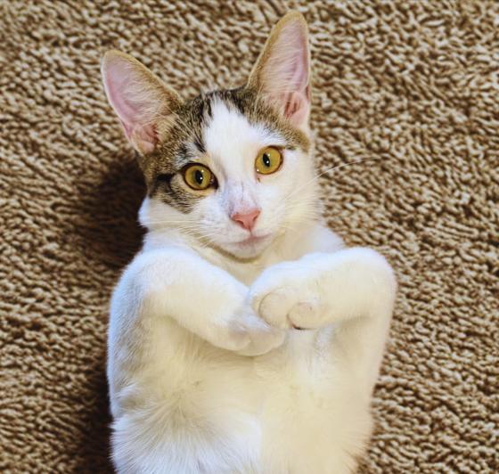 Snow #one-big-happy-litter