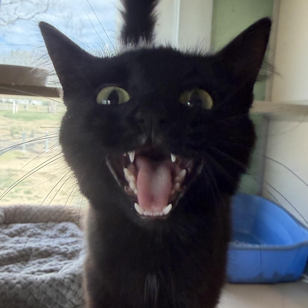 Baby, Adoptable, Young Female Domestic Long Hair.