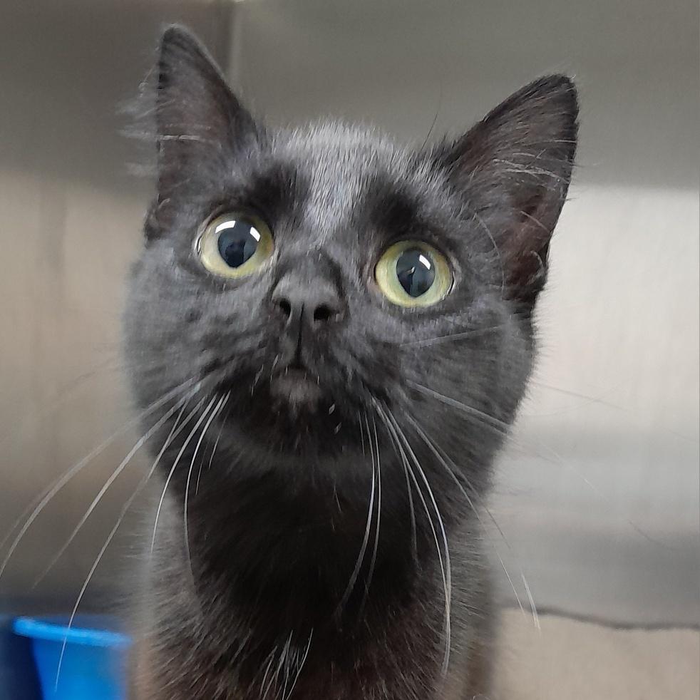 Baby, a Adoptable Domestic Long Hair in Calverton, NY image 2/4
