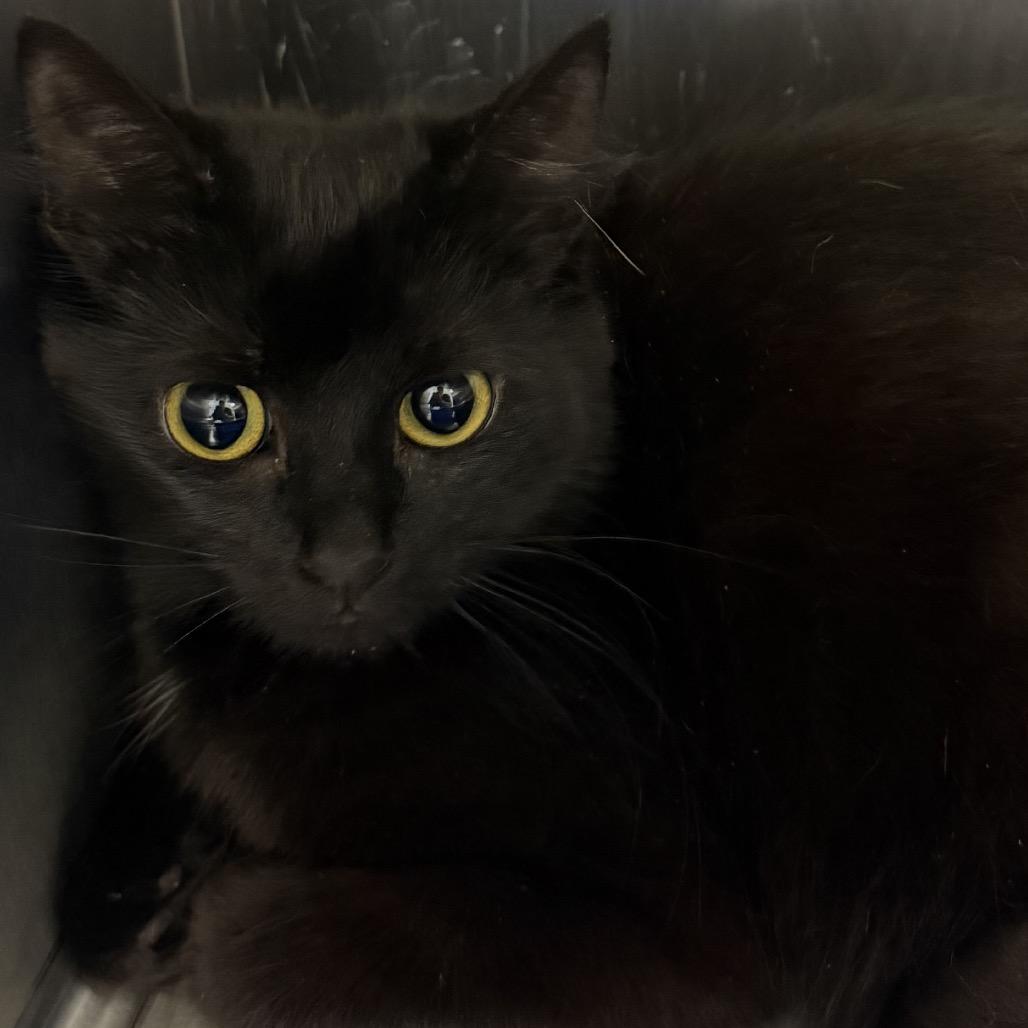 Baby, a Adoptable Domestic Long Hair in Calverton, NY image 3/4