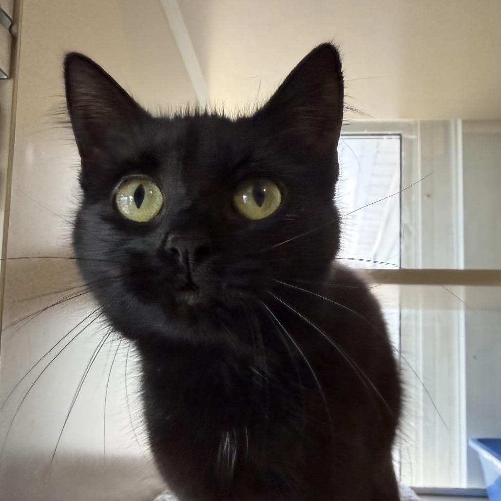Baby, a Adoptable Domestic Long Hair in Calverton, NY image 4/4