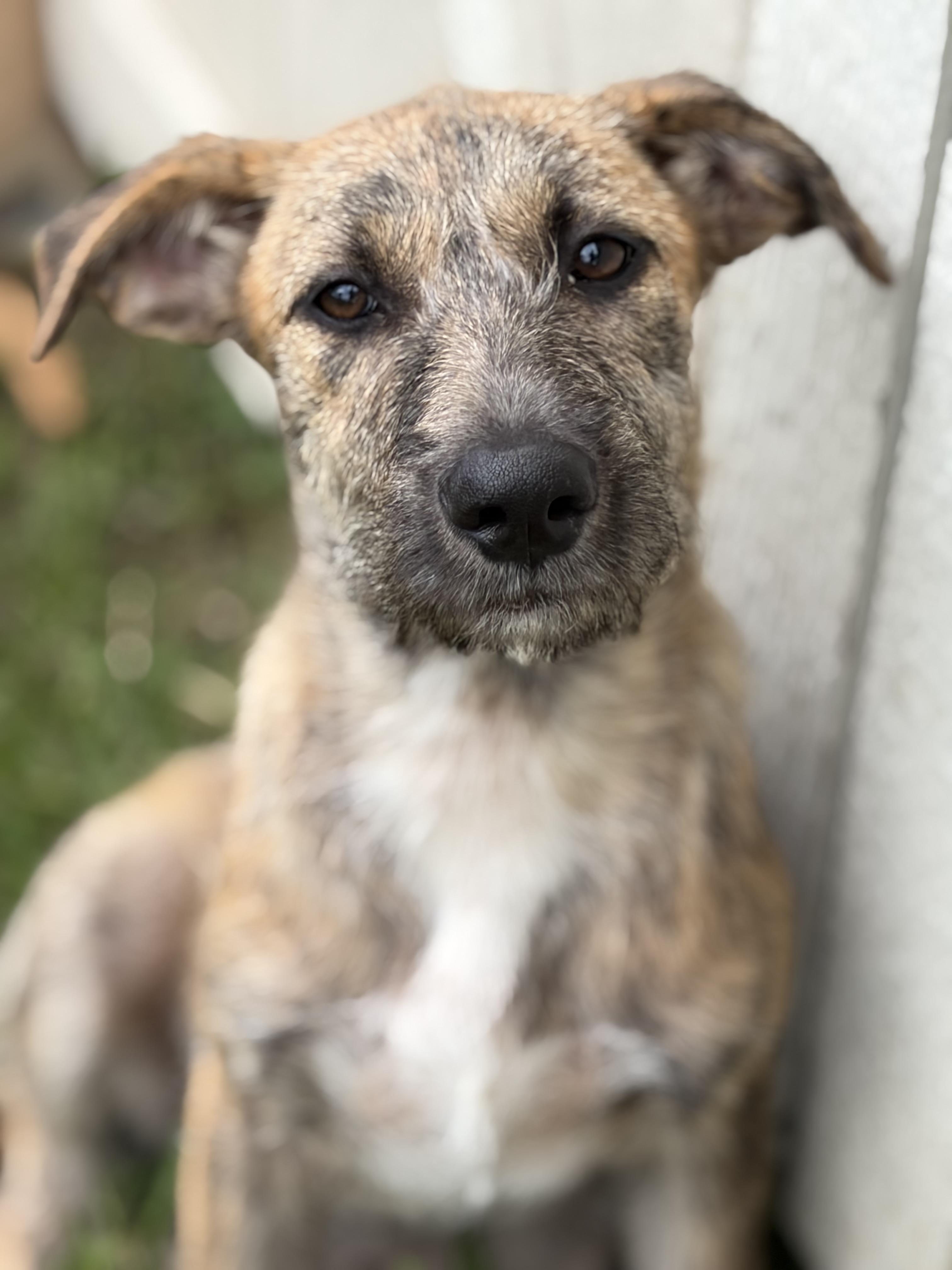 Fanta, ADOPTABLE, Puppy Female Wirehaired Terrier.