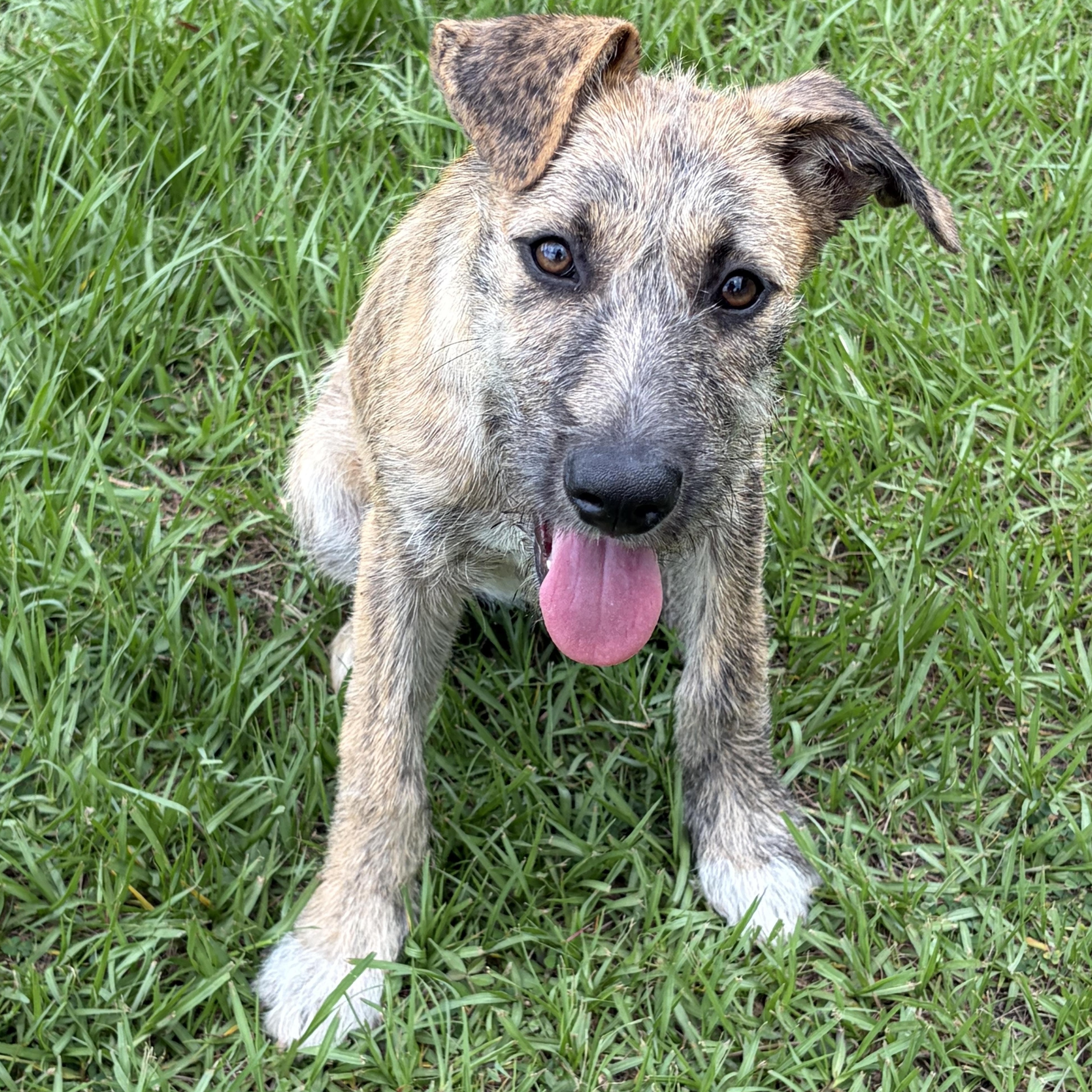 Enlarge Fanta, a ADOPTABLE mixed breed in Arcadia, FL image 2/3