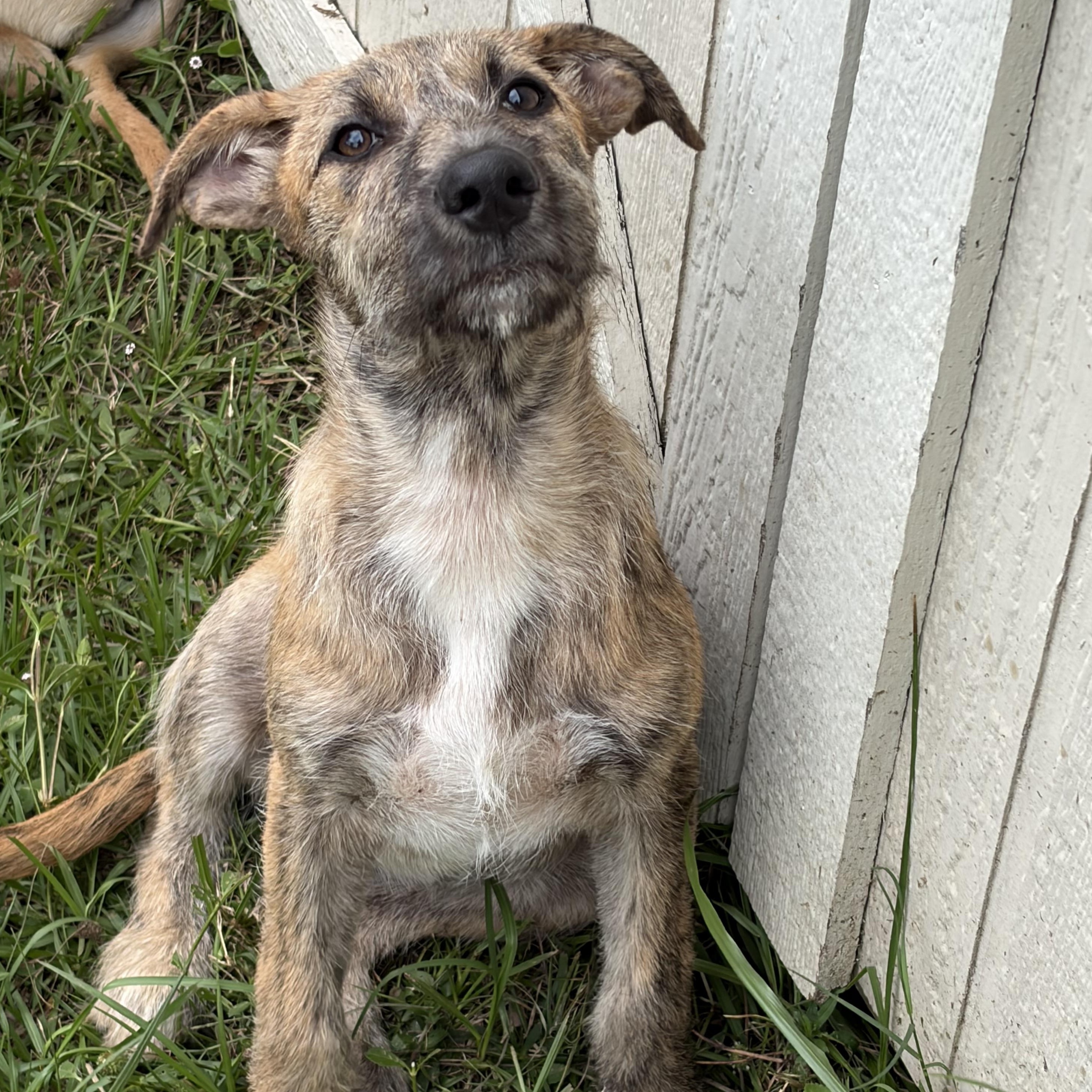 Enlarge Fanta, a ADOPTABLE mixed breed in Arcadia, FL image 3/3
