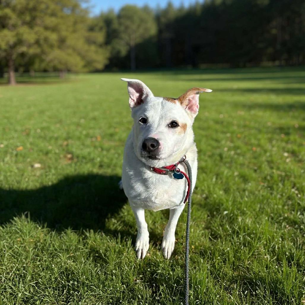 Snow, a Adoptable mixed breed in Springfield, MO image 1/5