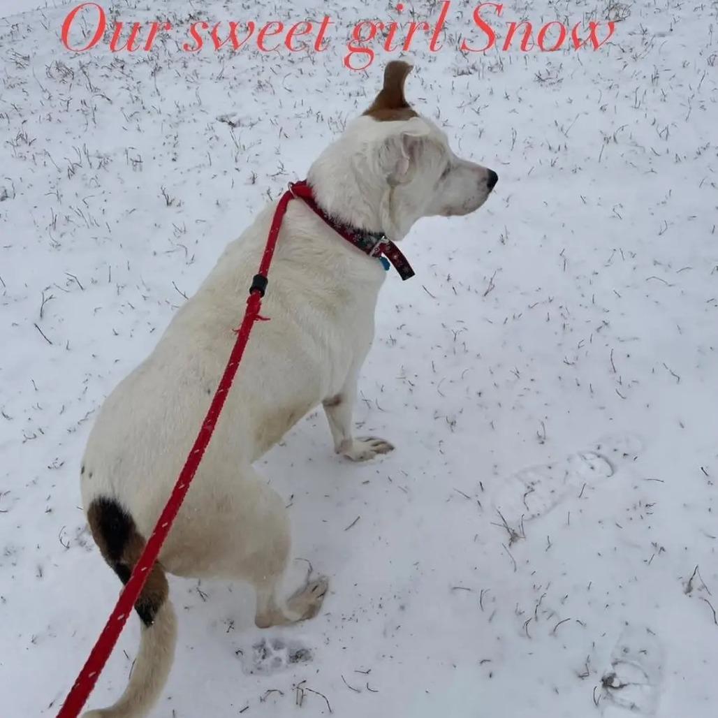 Snow, a Adoptable mixed breed in Springfield, MO image 2/5