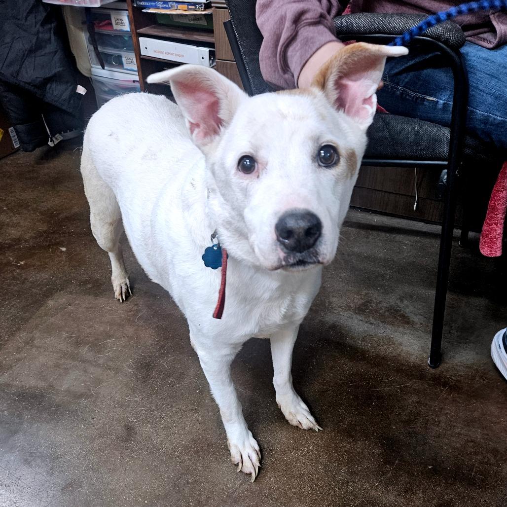 Snow, a Adoptable mixed breed in Springfield, MO image 4/5