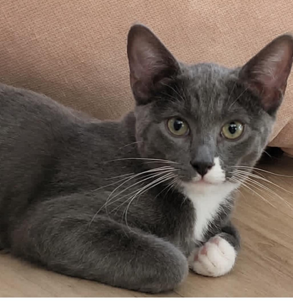 Buster, Adoptable, Kitten Male Domestic Short Hair.