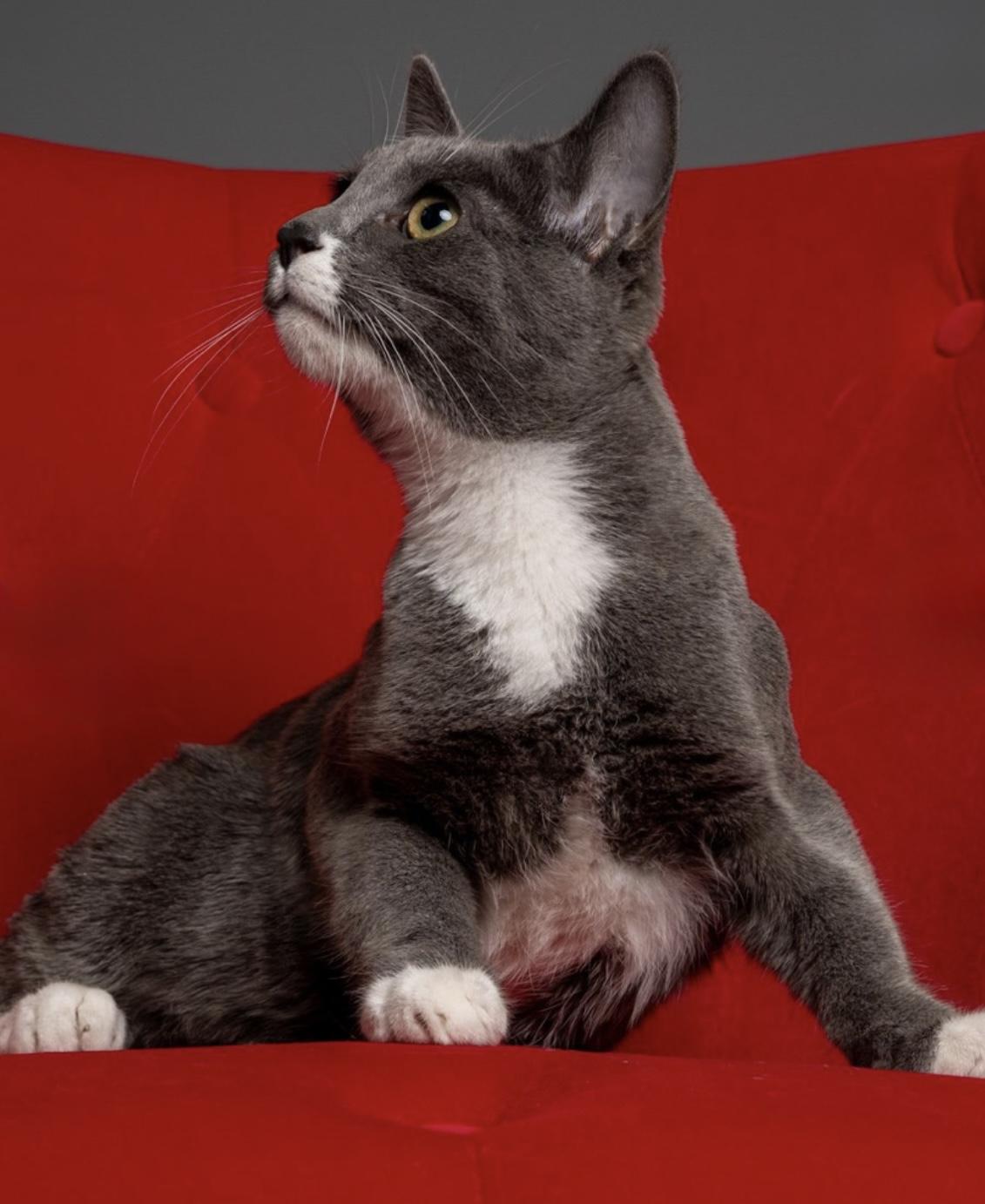 Buster, Adoptable, Young Male Domestic Short Hair.