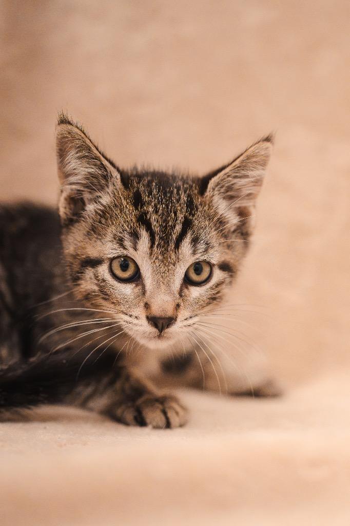 Pennywise @Petsmart Walker Rd, Adoptable, Kitten Male Domestic Short Hair.
