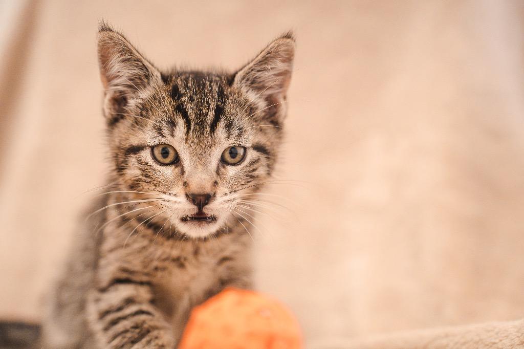 Enlarge Pennywise @Petsmart Walker Rd, a Adoptable mixed breed in Newberg, OR image 2/2