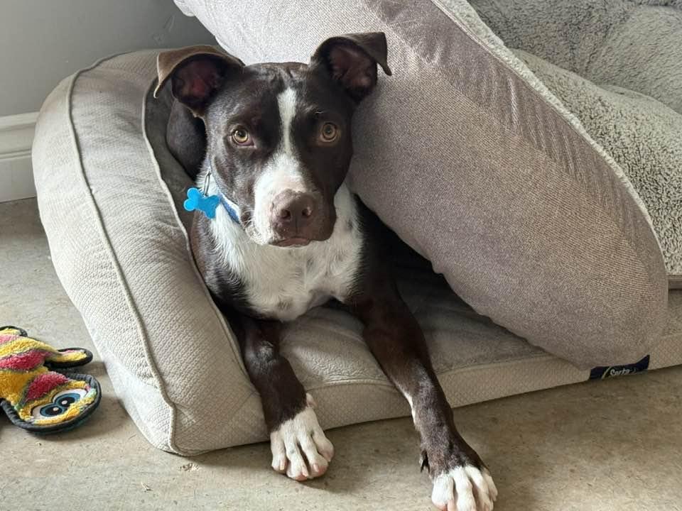 Enlarge Capone, a Adopted mixed breed in Phoenix, AZ image 1/3