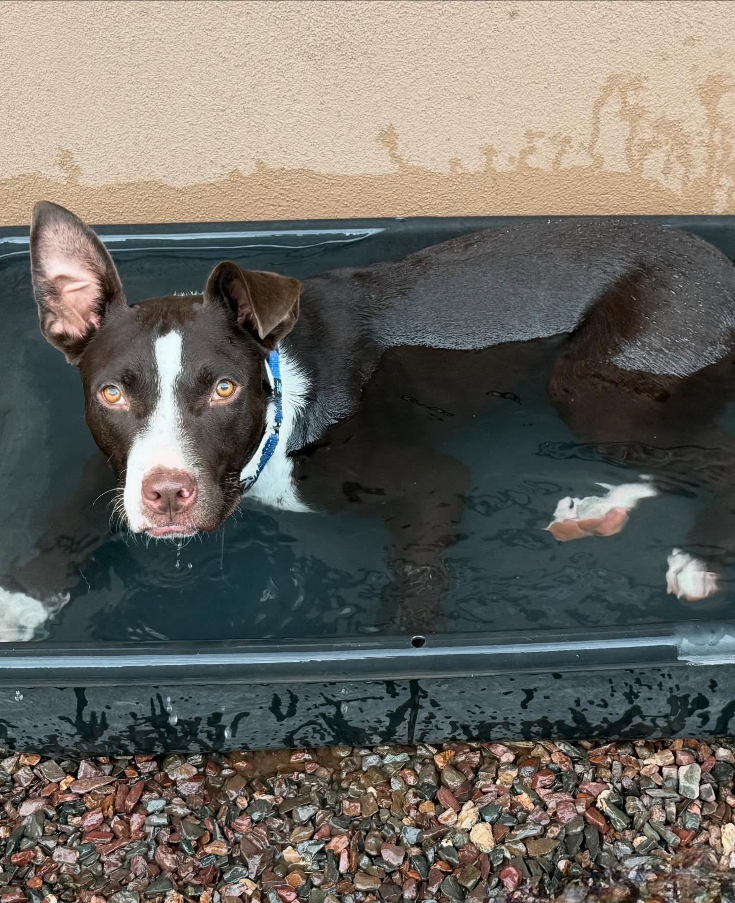 Enlarge Capone, a Adopted mixed breed in Phoenix, AZ image 2/3