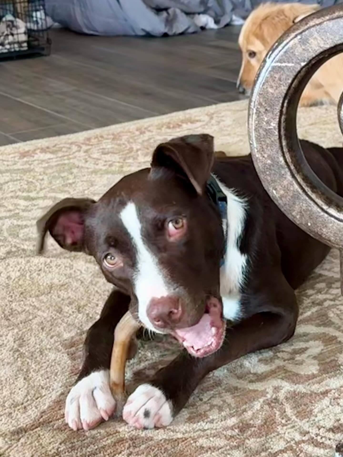 Enlarge Capone, a Adopted mixed breed in Phoenix, AZ image 3/3