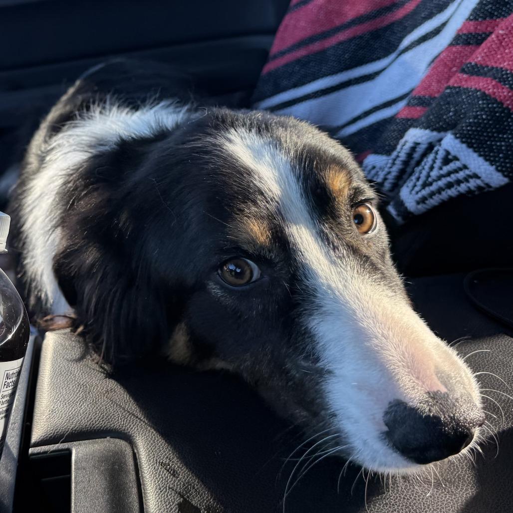 Roper, Adoptable, Adult Male Border Collie & Australian Shepherd.