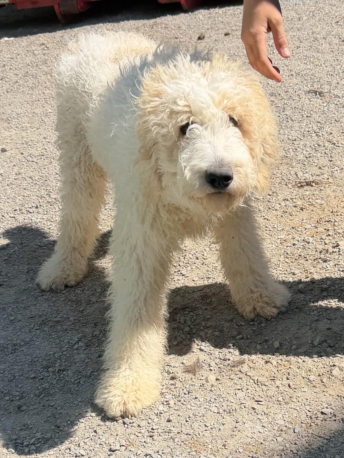 Alfalfa, Adoptable, Puppy Male Golden Retriever.