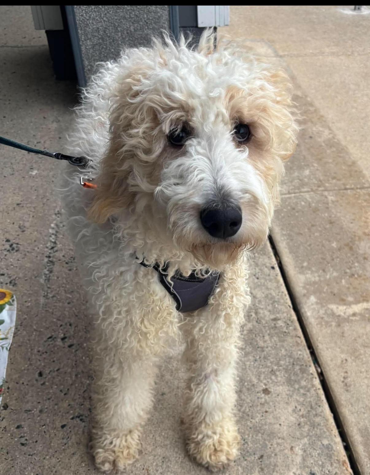 Enlarge Alfalfa, a Adoptable Golden Retriever in Havertown, PA image 2/5