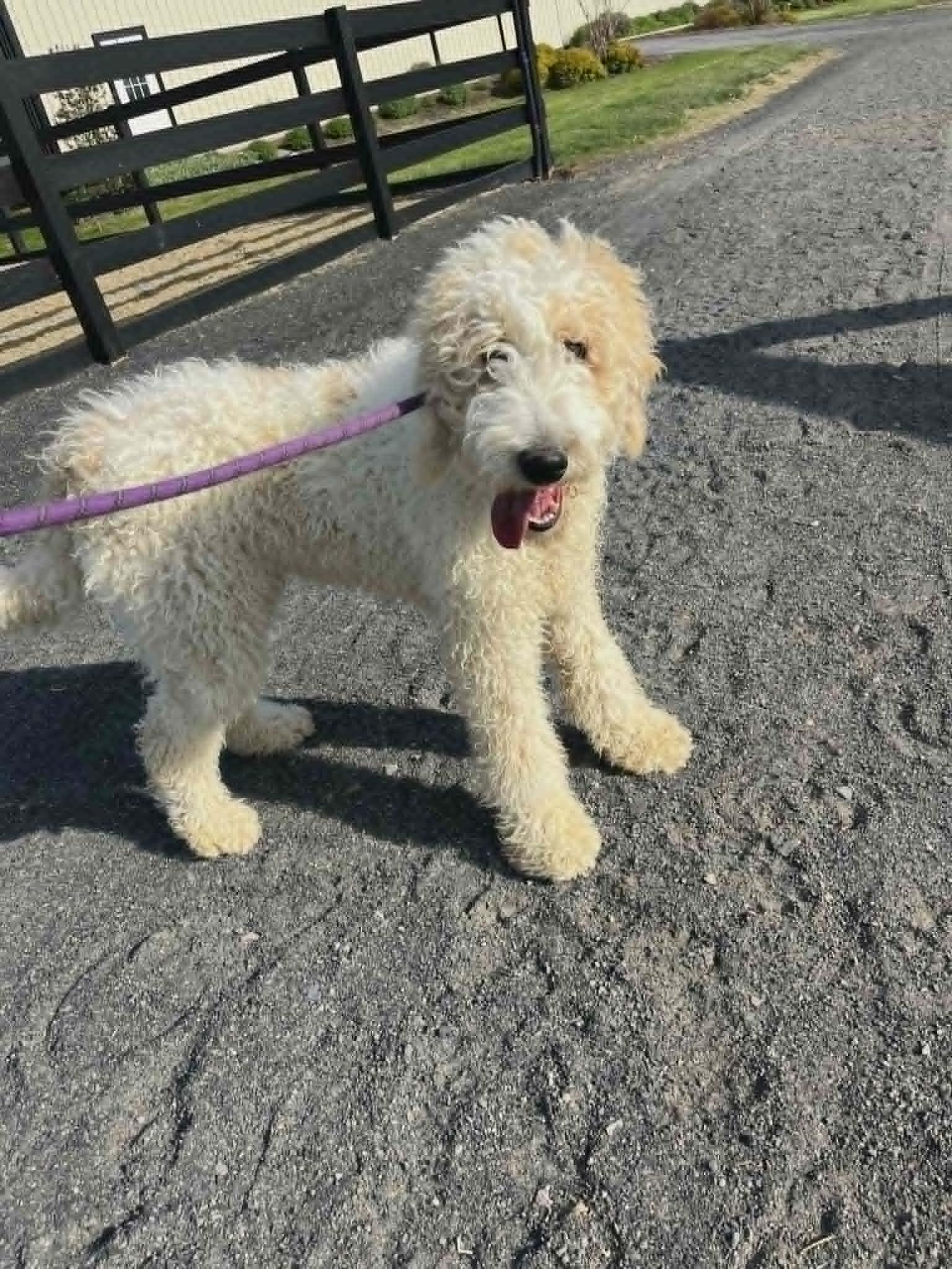 Enlarge Alfalfa, a Adoptable Golden Retriever in Havertown, PA image 3/5