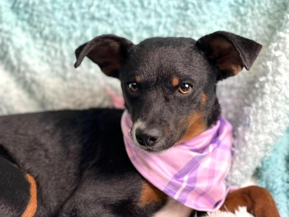 Enlarge Baisley - no more street life for me! I'm a lady now!, a Adoptable mixed breed in St Augustine, FL image 5/6