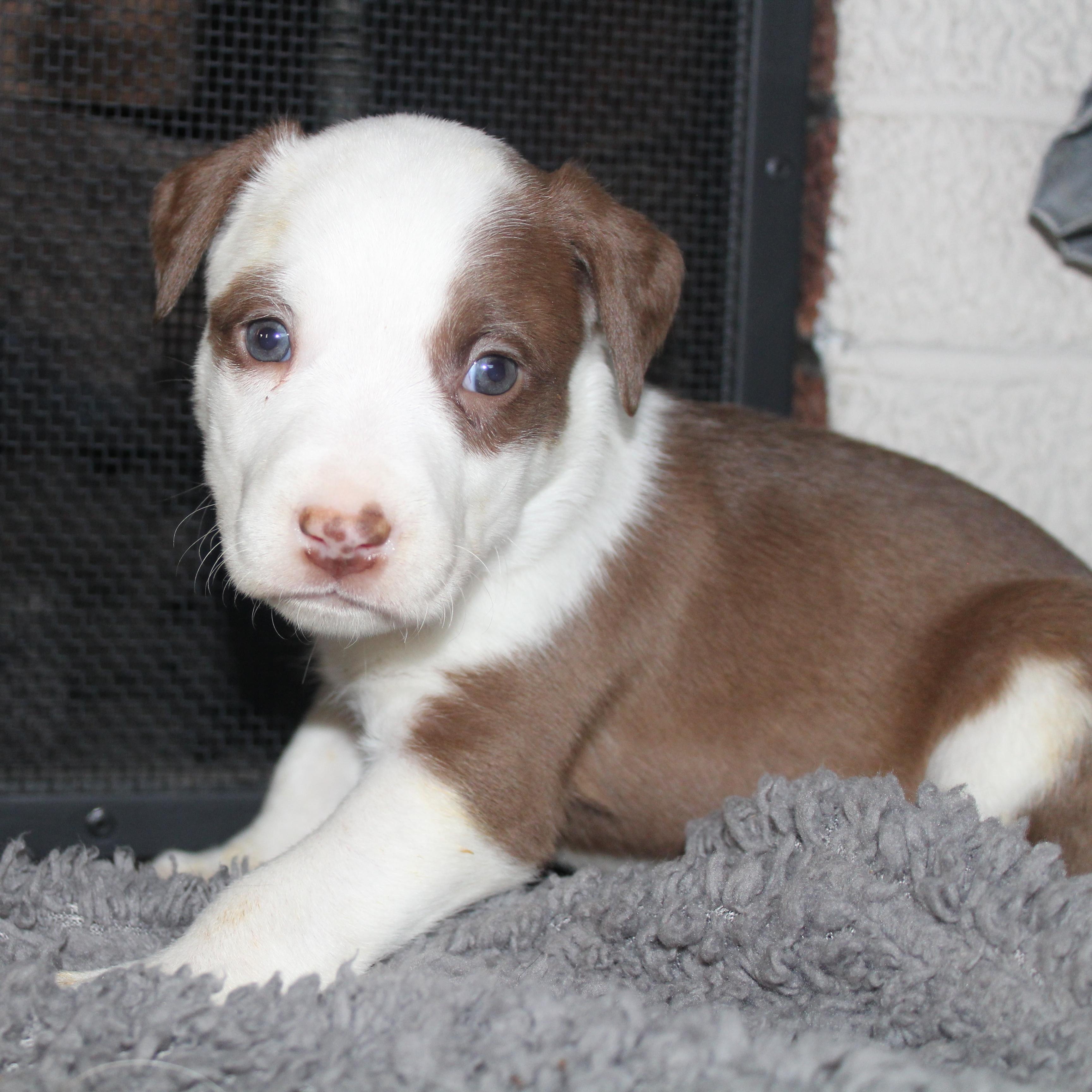 Enlarge Kit Kat, a ADOPTABLE mixed breed in Salem, WI image 2/4