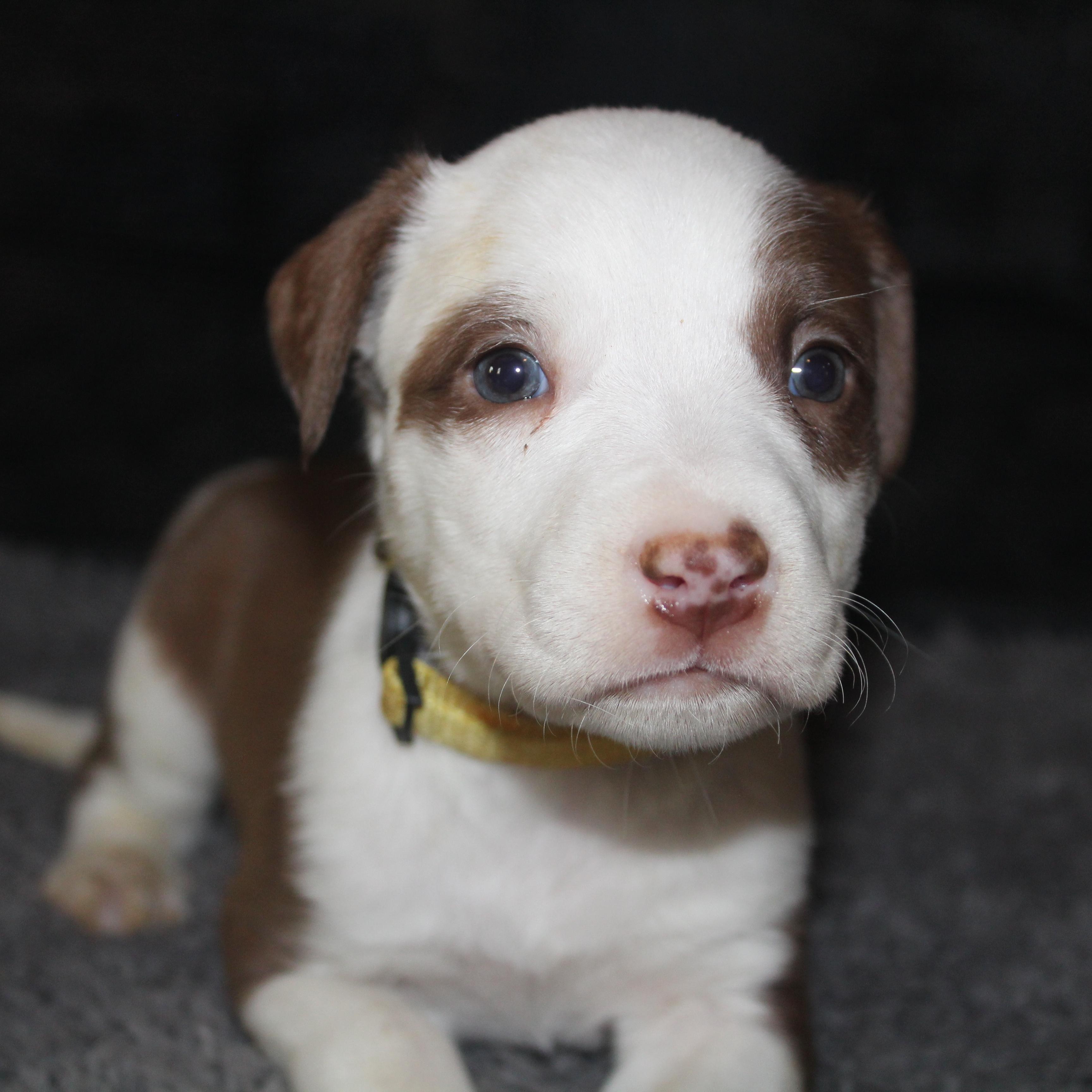 Kit Kat, ADOPTABLE, Puppy Female Australian Shepherd.