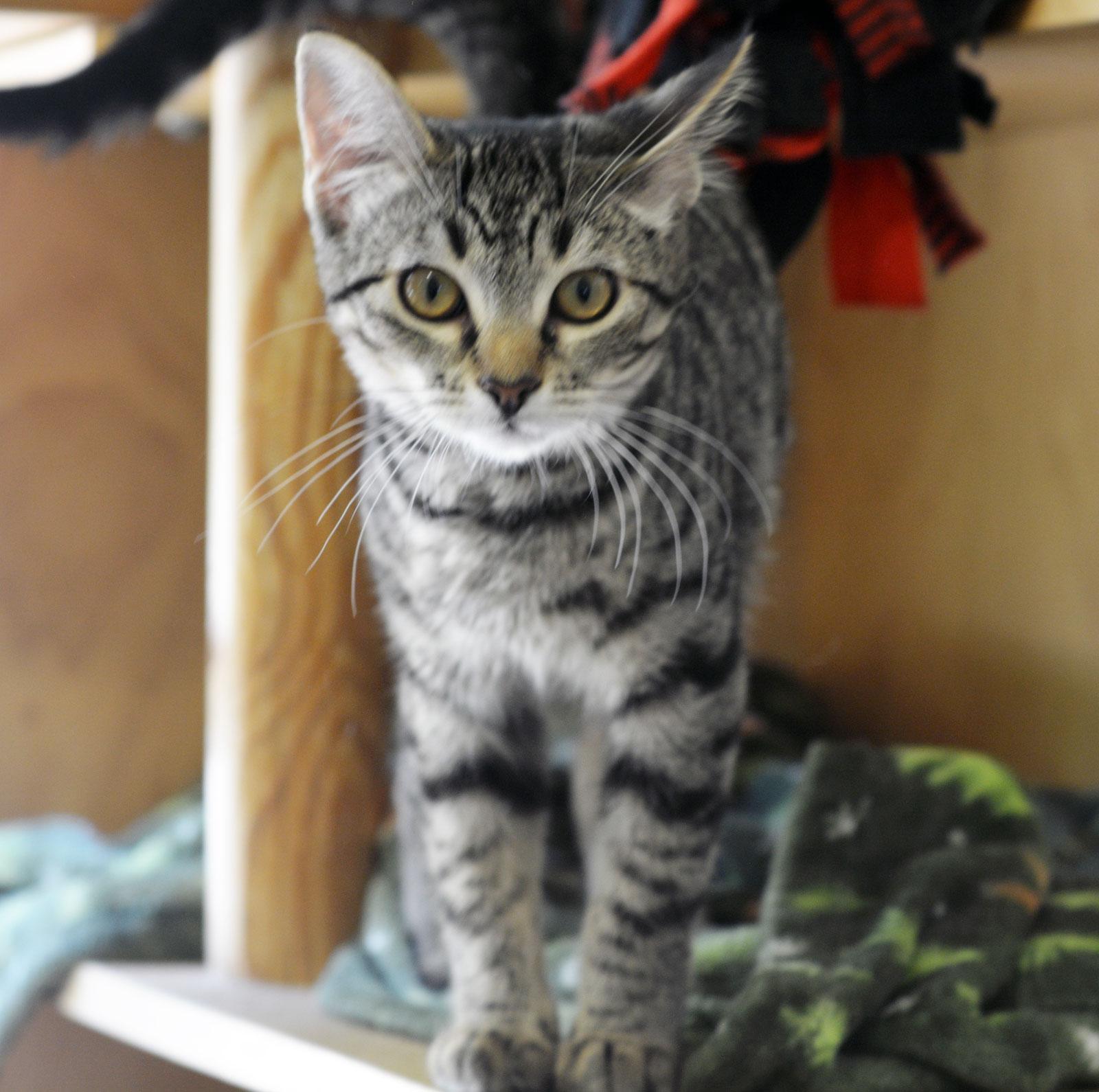 ARIA, Baby Female Tabby