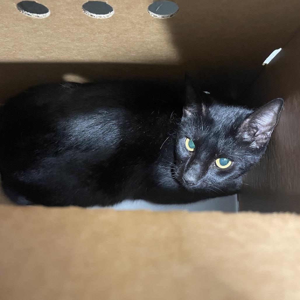 Sam, Adoptable, Adult Female Domestic Short Hair.